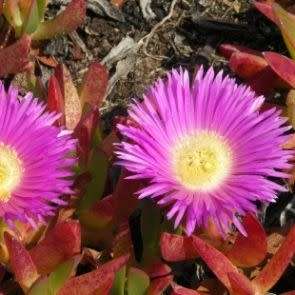 Carpobrotus edulis -10 Seed Pack- Indigenous Succulent Mesemb - Global Shipping - NEW