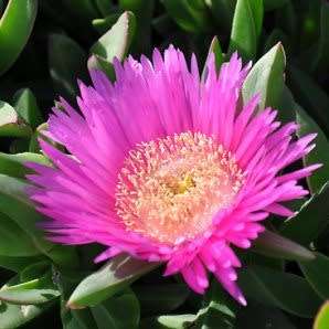 Carpobrotus edulis -10 Seed Pack- Indigenous Succulent Mesemb - Global Shipping - NEW