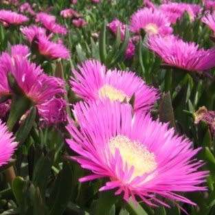 Carpobrotus edulis -10 Seed Pack- Indigenous Succulent Mesemb - Global Shipping - NEW