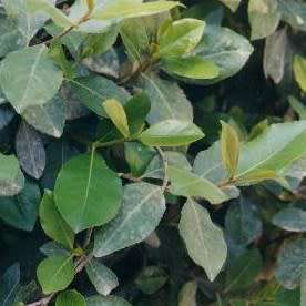 Catha edulis - Khat - Bushmans Tea - 5 Seed Pack - Edible Medicinal Ethnobotanical - NEW