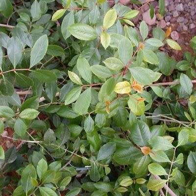 Catha edulis - Khat - Bushmans Tea - 5 Seed Pack - Edible Medicinal Ethnobotanical - NEW