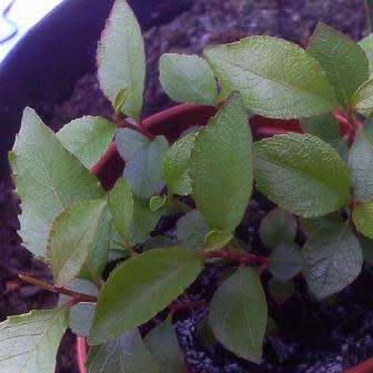 Catha edulis - Khat - Bushmans Tea - 5 Seed Pack - Edible Medicinal Ethnobotanical - NEW