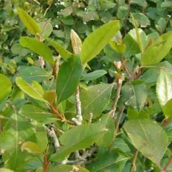 Catha edulis - Khat - Bushmans Tea - 5 Seed Pack - Edible Medicinal Ethnobotanical - NEW