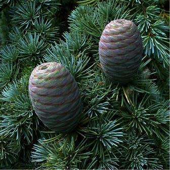Cedrus atlantica glauca - Blue Atlas Cedar - 5 Seeds -  Tree or Shrub, NEW
