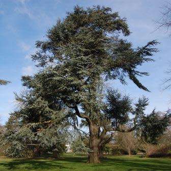 Cedrus atlantica glauca - Blue Atlas Cedar - 5 Seeds -  Tree or Shrub, NEW