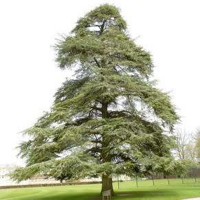 Cedrus atlantica glauca - Blue Atlas Cedar - 5 Seeds -  Tree or Shrub, NEW