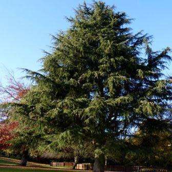 Cedrus atlantica glauca - Blue Atlas Cedar - 5 Seeds -  Tree or Shrub, NEW