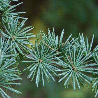 Cedrus atlantica glauca - Blue Atlas Cedar - 5 Seeds -  Tree or Shrub, NEW