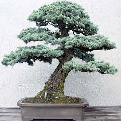 Cedrus atlantica glauca - Blue Atlas Cedar Bonsai - 5 Seeds + FREE Gifts Seeds + Bonsai eBook, NEW