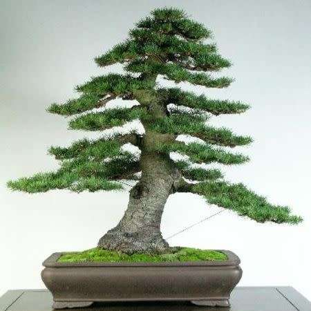 Cedrus atlantica glauca - Blue Atlas Cedar Bonsai - 5 Seeds + FREE Gifts Seeds + Bonsai eBook, NEW