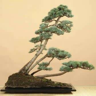 Cedrus atlantica glauca - Blue Atlas Cedar Bonsai - 5 Seeds + FREE Gifts Seeds + Bonsai eBook, NEW