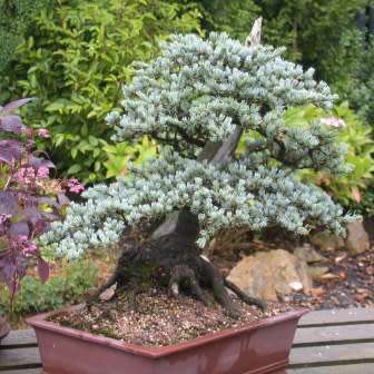 Cedrus atlantica glauca - Blue Atlas Cedar Bonsai - 5 Seeds + FREE Gifts Seeds + Bonsai eBook, NEW