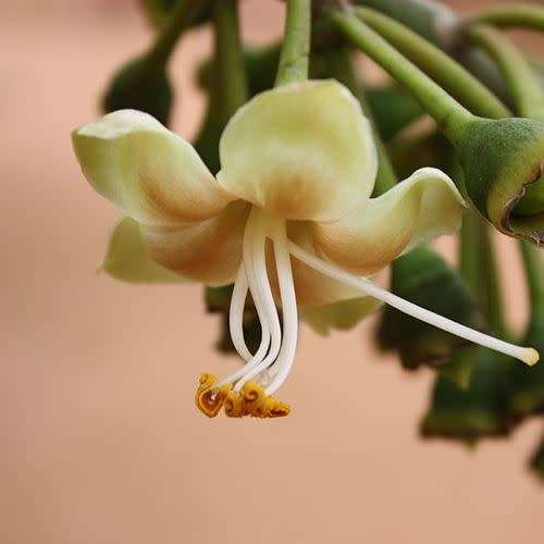 Ceiba pentandra - 5 Seed Pack - Kapok Tree - Exotic Psychoactive - Attracts Birds - New