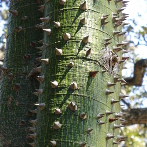 Ceiba pentandra - 5 Seed Pack - Kapok Tree - Exotic Psychoactive - Attracts Birds - New