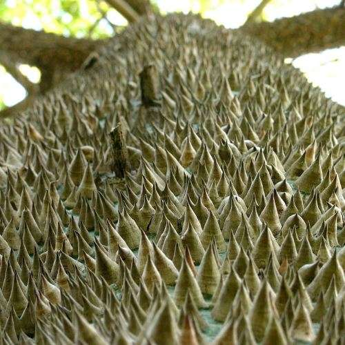 Ceiba pentandra - 5 Seed Pack - Kapok Tree - Exotic Psychoactive - Attracts Birds - New