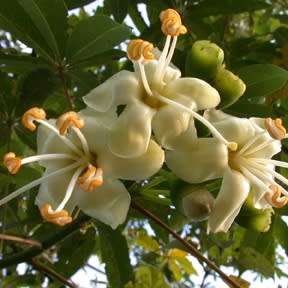 Ceiba pentandra - 5 Seed Pack - Kapok Tree - Exotic Psychoactive - Attracts Birds - New