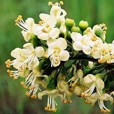 Ceiba pentandra - 5 Seed Pack - Kapok Tree - Exotic Psychoactive - Attracts Birds - New