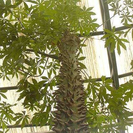 Ceiba pentandra - 5 Seed Pack - Kapok Tree - Exotic Psychoactive - Attracts Birds - New