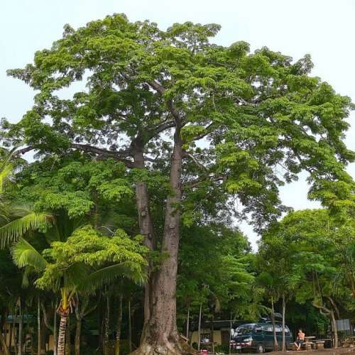 Ceiba pentandra - 5 Seed Pack - Kapok Tree - Exotic Psychoactive - Attracts Birds - New