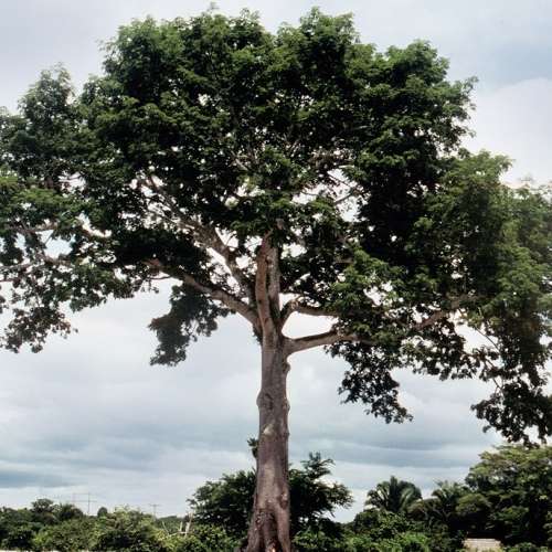 Ceiba pentandra - 5 Seed Pack - Kapok Tree - Exotic Psychoactive - Attracts Birds - New