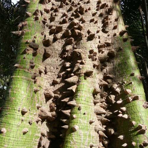Ceiba pentandra - 5 Seed Pack - Kapok Tree - Exotic Psychoactive - Attracts Birds - New