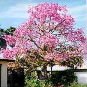 Ceiba speciosa Seeds - Kapok Tree - Attract Butterflies to the Garden