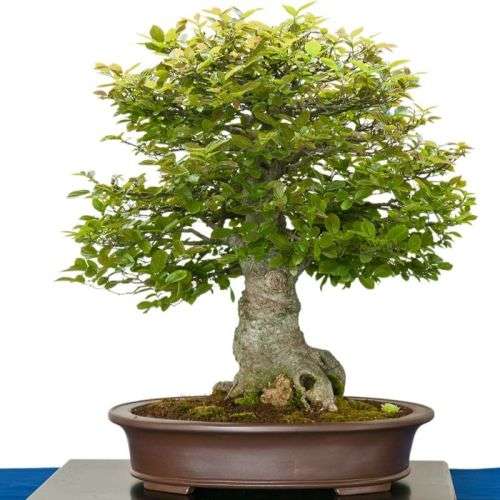 5 Celtis sinensis or Chinese Hackberry Seeds + Free Bonsai eBook + Free Seeds with ALL Orders