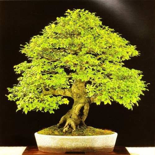 5 Celtis sinensis or Chinese Hackberry Seeds + Free Bonsai eBook + Free Seeds with ALL Orders