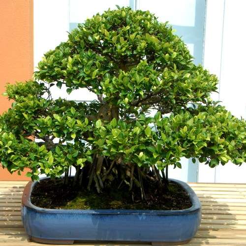 5 Celtis sinensis or Chinese Hackberry Seeds + Free Bonsai eBook + Free Seeds with ALL Orders