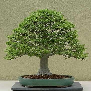 5 Celtis sinensis or Chinese Hackberry Seeds + Free Bonsai eBook + Free Seeds with ALL Orders
