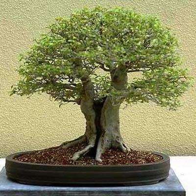 5 Celtis sinensis or Chinese Hackberry Seeds + Free Bonsai eBook + Free Seeds with ALL Orders