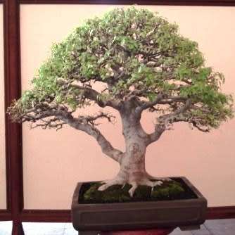 5 Celtis sinensis or Chinese Hackberry Seeds + Free Bonsai eBook + Free Seeds with ALL Orders