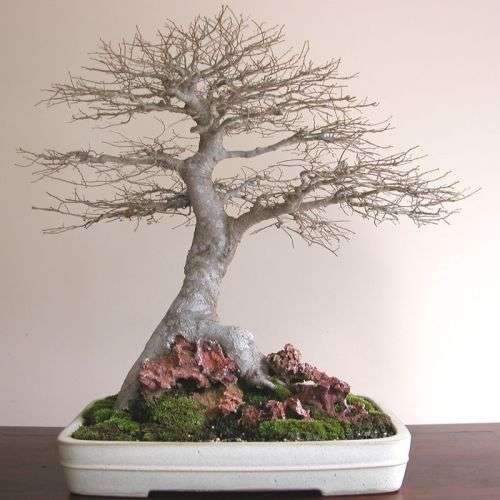 5 Celtis sinensis or Chinese Hackberry Seeds + Free Bonsai eBook + Free Seeds with ALL Orders