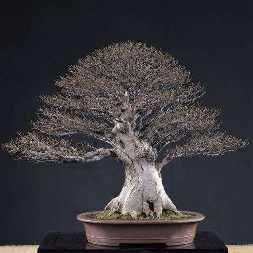 5 Celtis sinensis or Chinese Hackberry Seeds + Free Bonsai eBook + Free Seeds with ALL Orders