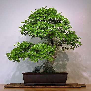 5 Celtis sinensis or Chinese Hackberry Seeds + Free Bonsai eBook + Free Seeds with ALL Orders