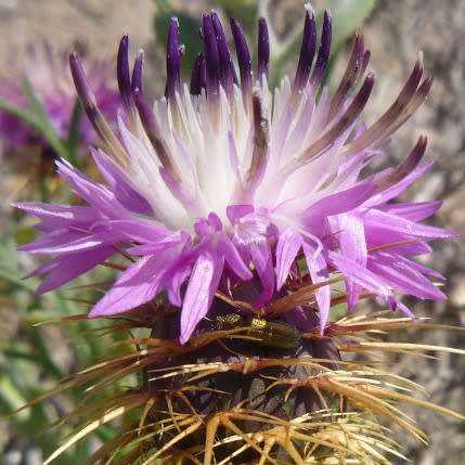 5 Centaurea sonchifolia Seeds - Perennial - Attracts Butterflies - Global Shipping - New