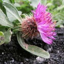 5 Centaurea sonchifolia Seeds - Perennial - Attracts Butterflies - Global Shipping - New