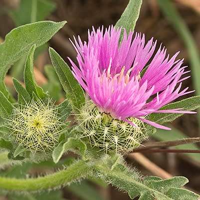 5 Centaurea sonchifolia Seeds - Perennial - Attracts Butterflies - Global Shipping - New