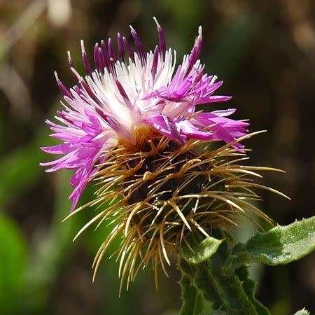 5 Centaurea sonchifolia Seeds - Perennial - Attracts Butterflies - Global Shipping - New