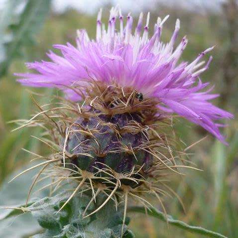5 Centaurea sonchifolia Seeds - Perennial - Attracts Butterflies - Global Shipping - New