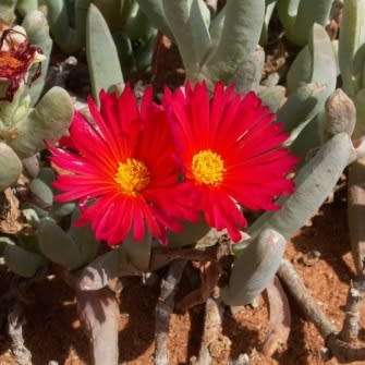 Cephalophyllum alstonii Seeds - Indigenous Succulent Mesemb - Combined Global Shipping - NEW