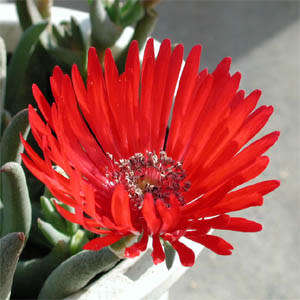 Cephalophyllum alstonii Seeds - Indigenous Succulent Mesemb - Combined Global Shipping - NEW