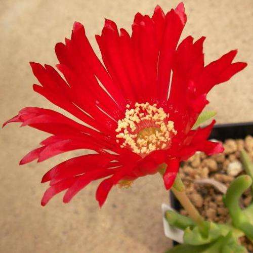 Cephalophyllum alstonii Seeds - Indigenous Succulent Mesemb - Combined Global Shipping - NEW