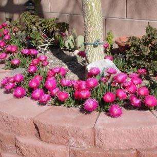 Cephalophyllum alstonii Seeds - Indigenous Succulent Mesemb - Combined Global Shipping - NEW