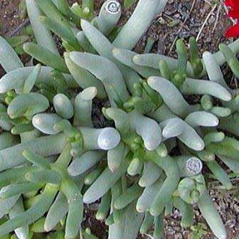 Cephalophyllum alstonii Seeds - Indigenous Succulent Mesemb - Combined Global Shipping - NEW