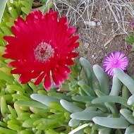 Cephalophyllum alstonii Seeds - Indigenous Succulent Mesemb - Combined Global Shipping - NEW