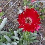 Cephalophyllum alstonii Seeds - Indigenous Succulent Mesemb - Combined Global Shipping - NEW