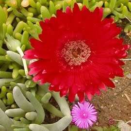 Cephalophyllum alstonii Seeds - Indigenous Succulent Mesemb - Combined Global Shipping - NEW