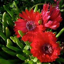 Cephalophyllum alstonii Seeds - Indigenous Succulent Mesemb - Combined Global Shipping - NEW