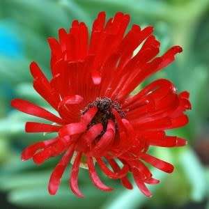 Cephalophyllum alstonii Seeds - Indigenous Succulent Mesemb - Combined Global Shipping - NEW